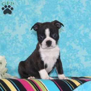 Cherry, Boston Terrier Puppy